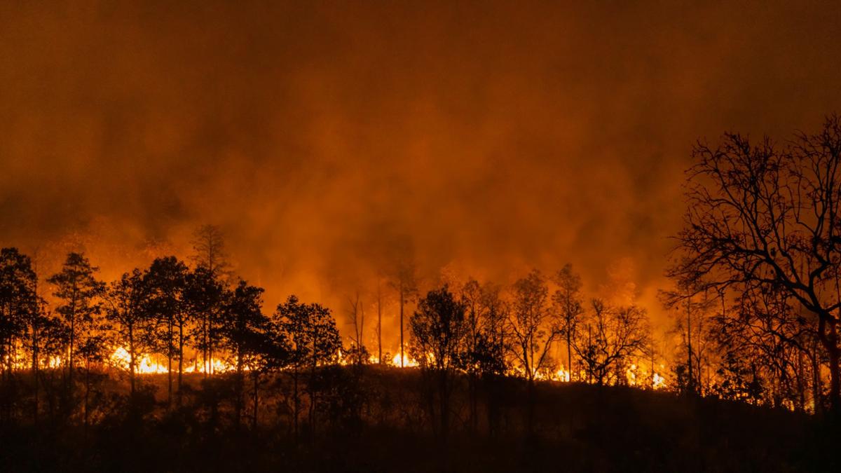 Wildfire Stock Image